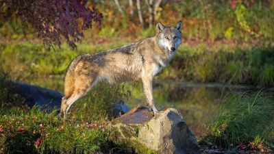 Un loup debout près d'un étang